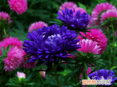 翠菊盆栽图片 矮型翠菊的盆栽观赏