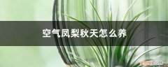 空气凤梨怎么过冬 空气凤梨秋天怎么养