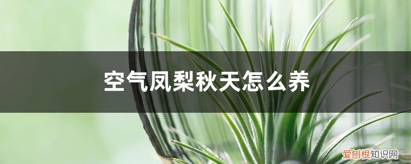 空气凤梨怎么过冬 空气凤梨秋天怎么养