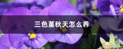 三色堇的养殖方法和注意事项 盆栽 三色堇秋天怎么养