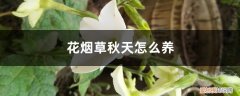 花烟草种植方法和时间 花烟草秋天怎么养