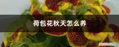 荷包花什么时候种好 荷包花秋天怎么养