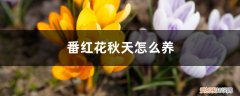 番红花冬天怎么养 番红花秋天怎么养