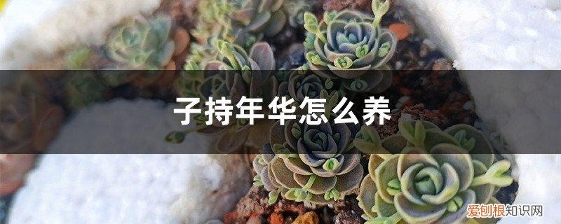 子持年华徒长了怎么办 子持年华怎么养