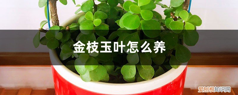 冬天金枝玉叶怎么养 金枝玉叶怎么养