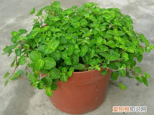盆栽薄荷种植方法 盆栽薄荷的养殖方法详解
