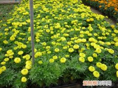 万寿菊种植方法有哪些呢 万寿菊种植方法有哪些？