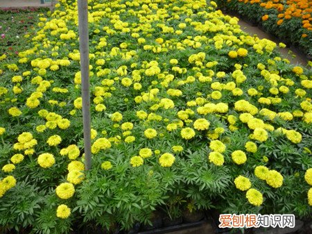万寿菊种植方法有哪些呢 万寿菊种植方法有哪些？
