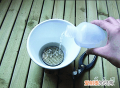 翠菊需要醒花吗 怎么让采下来的翠菊存活久点又可装饰呢