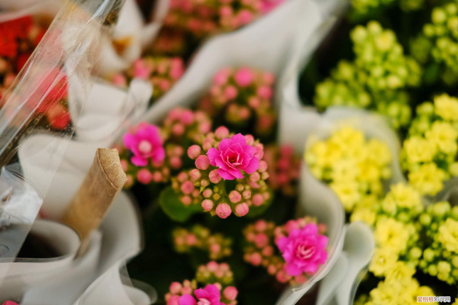 长寿花怎么养才开花视频 长寿花怎么养