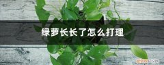 绿萝长太长了怎么处理 绿萝长长了怎么打理