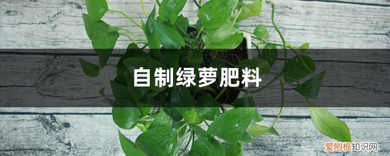 绿萝浇什么叶子绿油油 用“果皮”做肥水,绿萝喝了直拔高,叶子油绿亮堂堂!