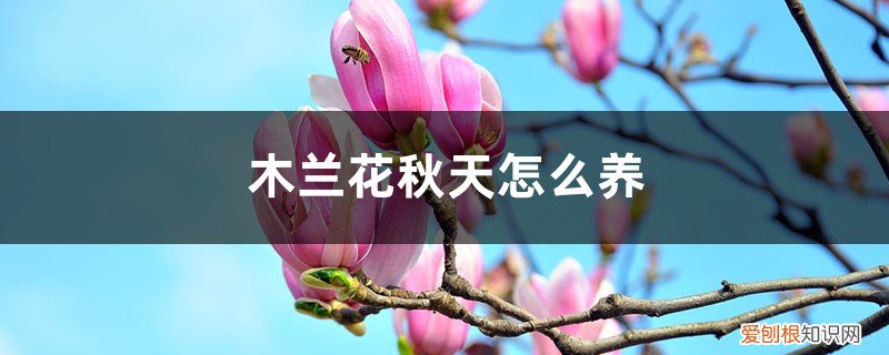 秋天如何养兰花 木兰花秋天怎么养
