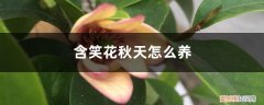 含笑花好养吗,要几天 含笑花秋天怎么养
