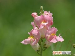 金鱼草的养殖方法和注意事项长寿花摘心 金鱼草的养殖方法