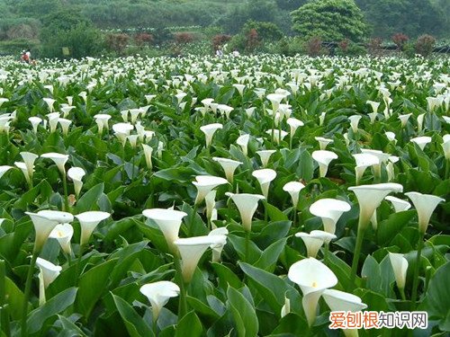 马蹄莲的养殖方法盆栽 马蹄莲的养殖方法有哪些?