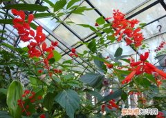 一串红的栽培技术要点 一串红的种植方法以及栽培管理