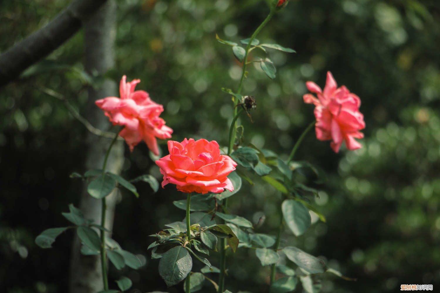 月季花秋天怎么养护和浇水 月季花秋天怎么养