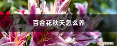 秋冬百合花怎么养殖 百合花秋天怎么养