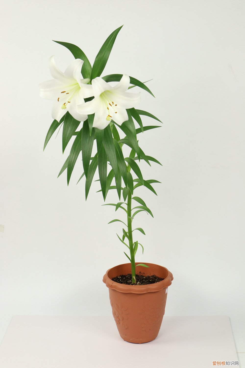 秋冬百合花怎么养殖 百合花秋天怎么养
