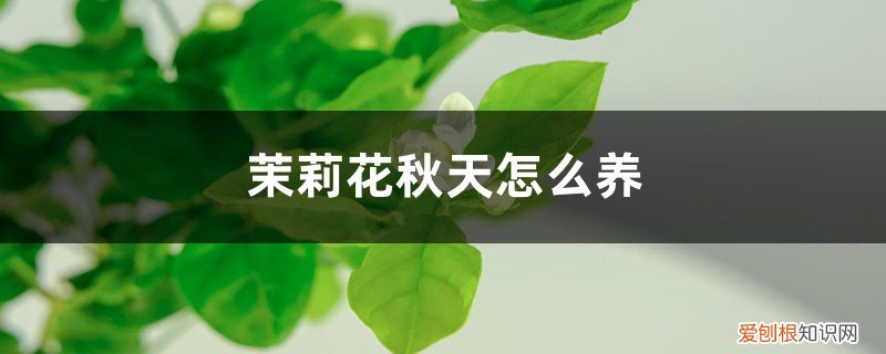 秋冬季茉莉花怎么养 茉莉花秋天怎么养
