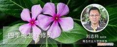 四季梅怎样修剪? 四季梅怎样修剪