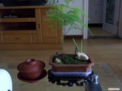 文竹对于家居环境有什么好处和坏处 文竹对于家居环境有什么好处