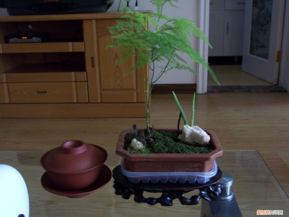 文竹对于家居环境有什么好处和坏处 文竹对于家居环境有什么好处