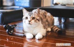 猫咪经常挨打会怎样 猫咪经常挨打的后果