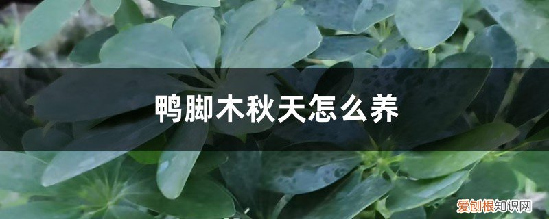 鸭脚木秋天怎么养护和浇水 鸭脚木秋天怎么养