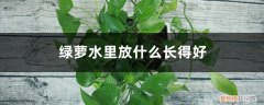 绿萝水里放什么长得好呢 绿萝水里放什么长得好