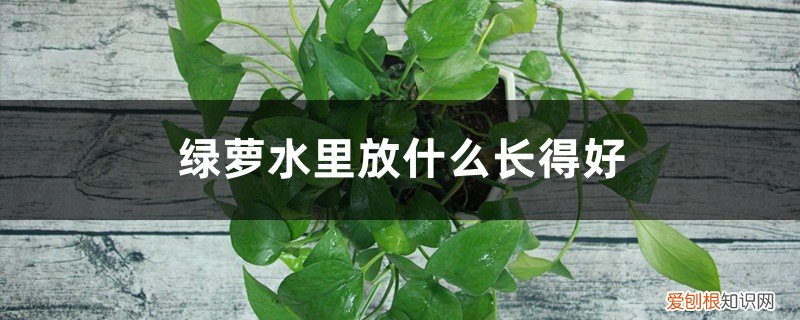 绿萝水里放什么长得好呢 绿萝水里放什么长得好
