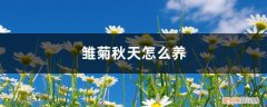 雏菊秋天怎么养殖 雏菊秋天怎么养