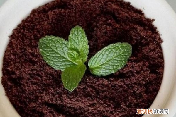熟的瓜子壳可以放进土里养花吗 “瓜子壳”抓一把扔土里,土壤不板结,植物叶子长得旺!