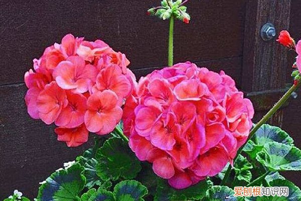早春先花后叶的树种 冬天之前，这3种花现在就扦插，来年花开一茬接一茬！