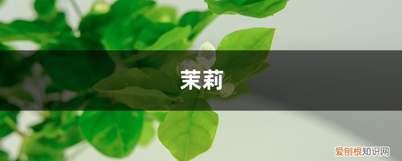 茉莉花新发芽 “茉莉”秋冬这么养，过完年绿芽发不断，开花满园香！