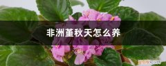 非洲堇冬天怎么养 非洲堇秋天怎么养