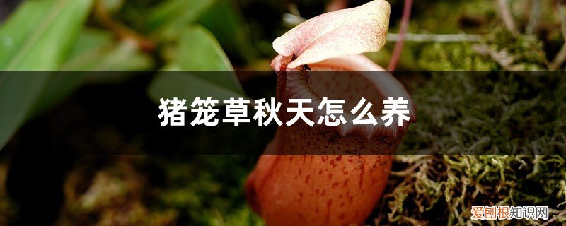 猪笼草秋天怎么养护 猪笼草秋天怎么养