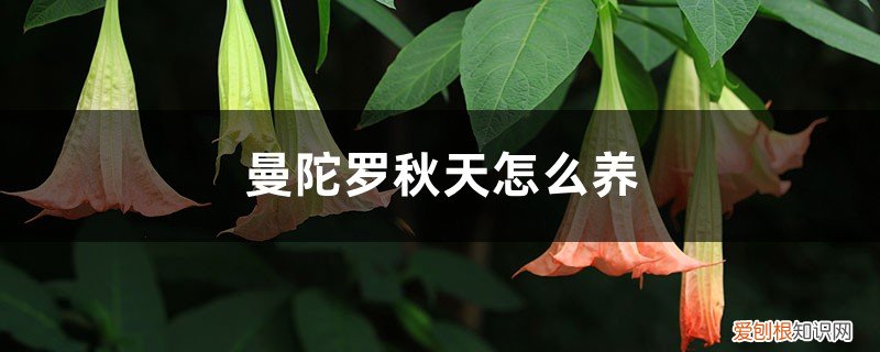 曼陀罗秋天怎么养殖 曼陀罗秋天怎么养