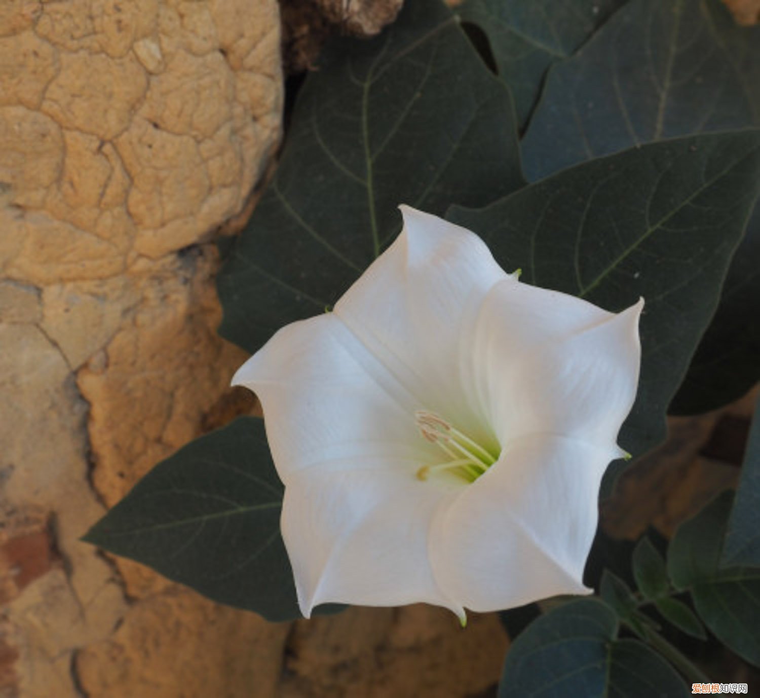 曼陀罗秋天怎么养殖 曼陀罗秋天怎么养