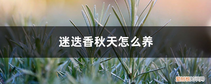 迷迭香秋冬怎么养护 迷迭香秋天怎么养