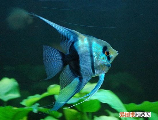 新入缸神仙鱼有什么注意事项 新入缸神仙鱼的注意事项