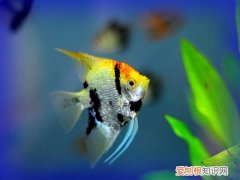 燕鱼为什么啄水面 燕鱼啄水面的原因