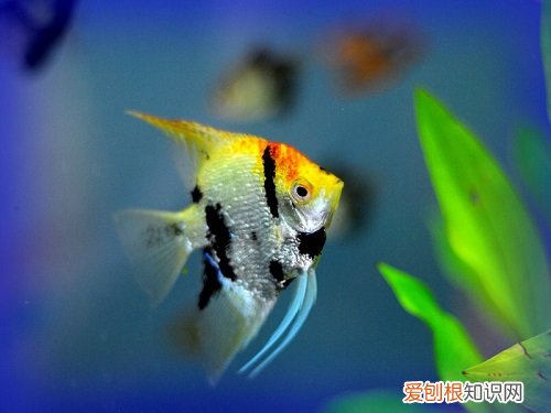 燕鱼为什么啄水面 燕鱼啄水面的原因