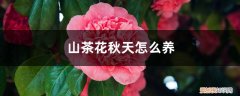 冬季如何养山茶花 山茶花秋天怎么养