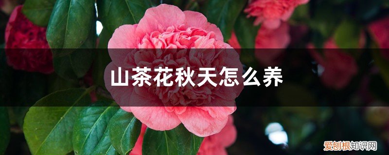 冬季如何养山茶花 山茶花秋天怎么养