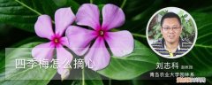 四季梅的养殖方法怎样摘心繁枝? 四季梅怎么摘心