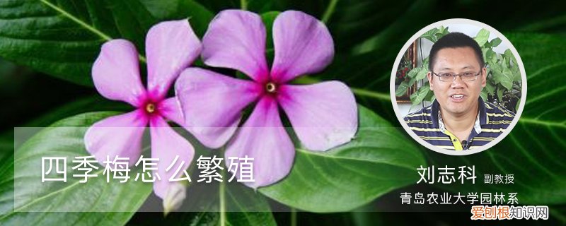 四季梅如何繁殖 四季梅怎么繁殖