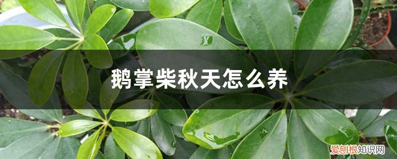 鹅掌柴冬天的养殖方法和注意事项 鹅掌柴秋天怎么养