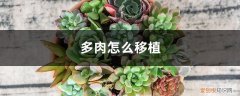 多肉怎么移植才能活 多肉怎么移植